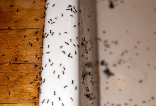 Best Residential Pest Control  in Delta, OH