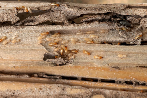 Flea Control Services in Delta, OH